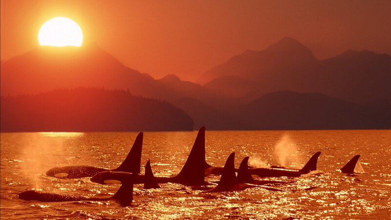 Orca pod at sunset