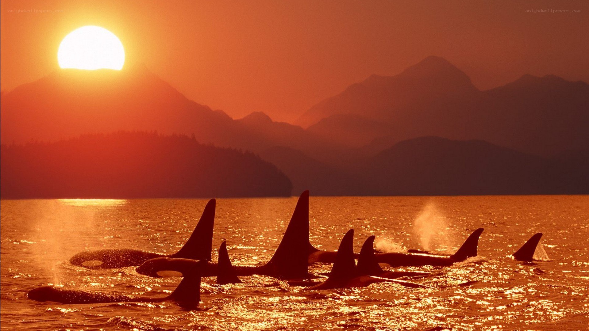Orca pod at sunset