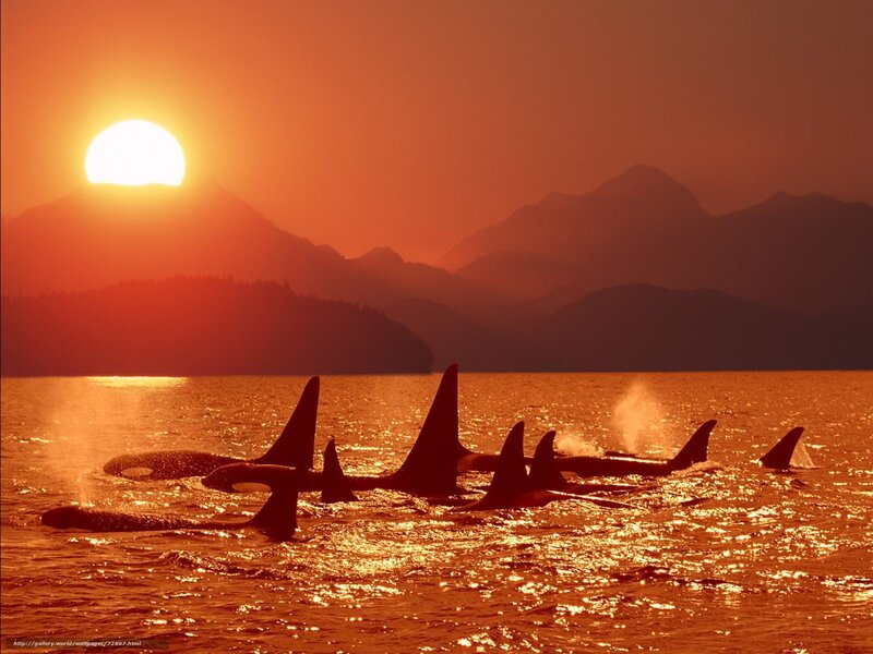 Orca pod at sunset
