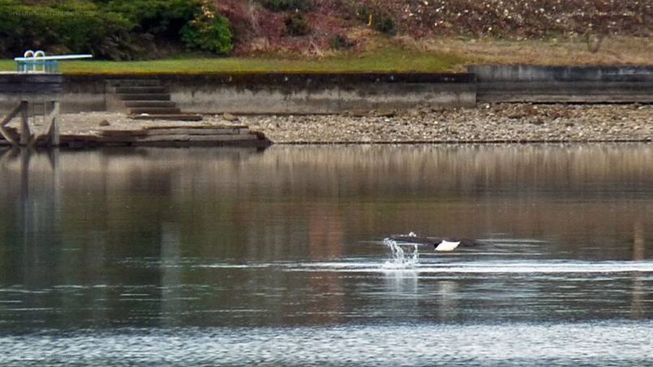 Orca swimming in a bay