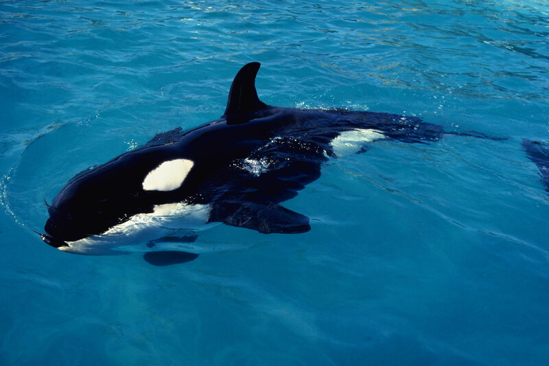 Orca swimming in blue water