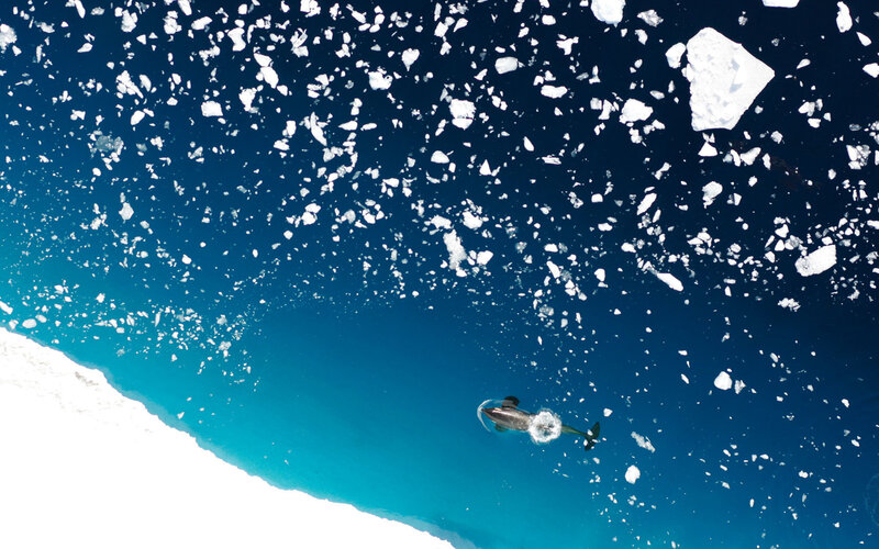 Orca swimming in icy waters