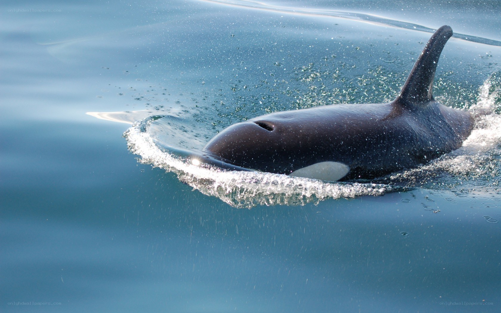 Orca swimming in ocean