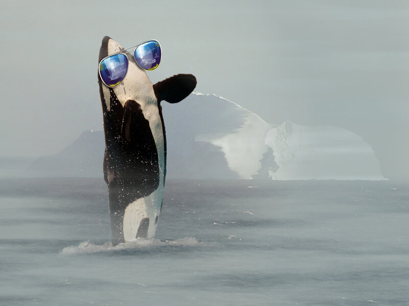 Orca wearing sunglasses