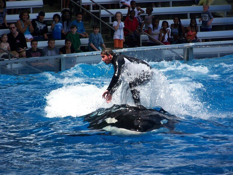 Orca Whale and Trainer