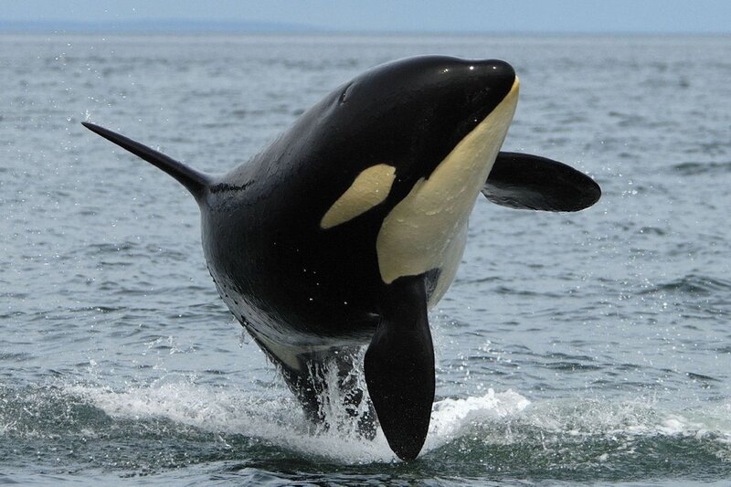 Orca Whale Breaching — Black, Dynamic, Afternoon