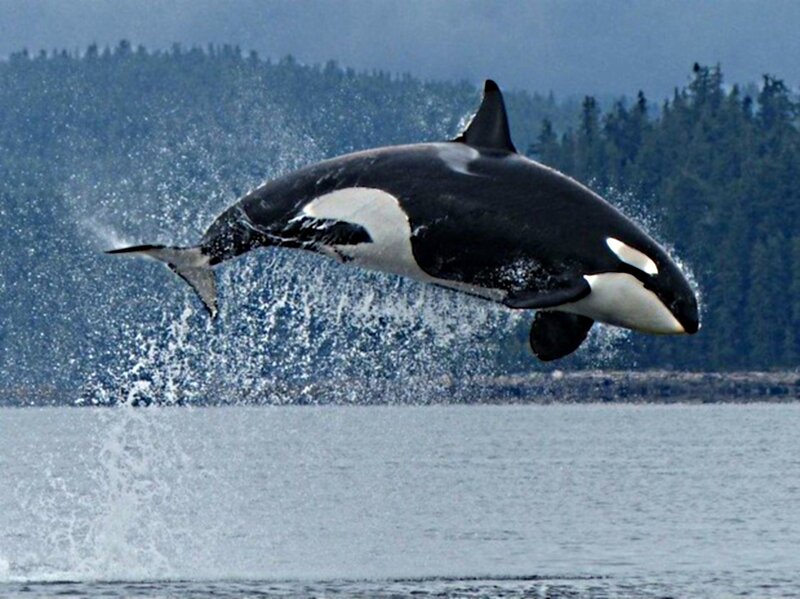 Orca Whale Breaching — Black, Dynamic, Photograph