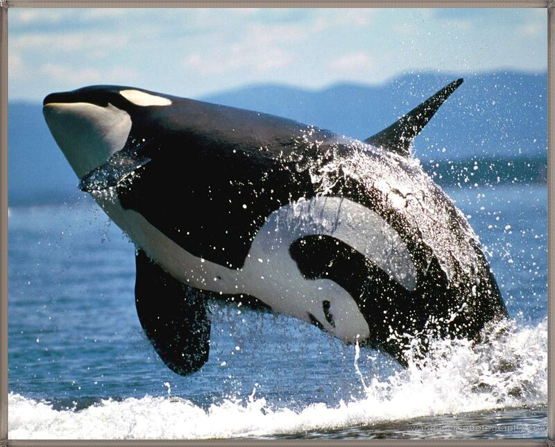 Orca Whale Breaching — Black, Dynamic
