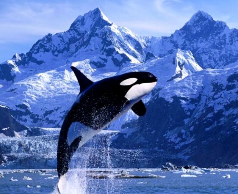 Orca Whale Breaching — Blue, Dramatic