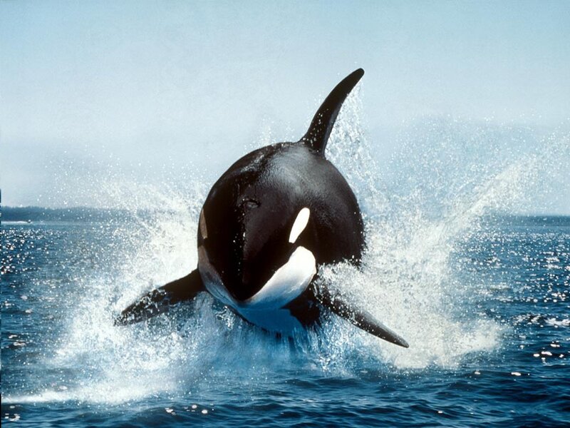 Orca Whale Breaching — Blue, Dynamic, Afternoon, Photograph