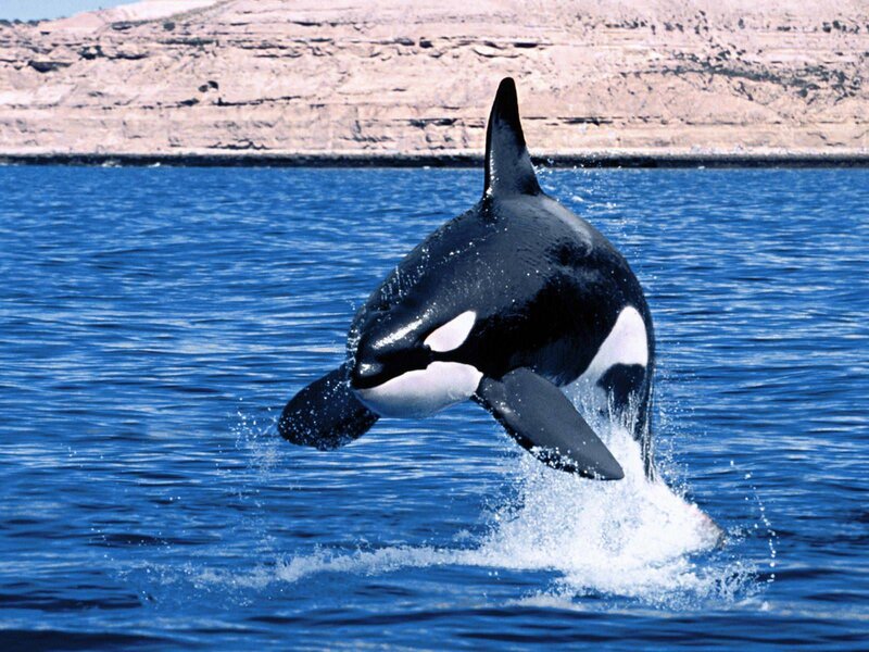 Orca Whale Breaching — Blue, Dynamic, Afternoon