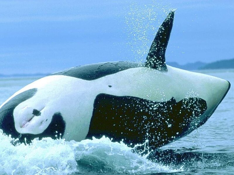 Orca Whale Breaching — Blue, Dynamic, Photograph