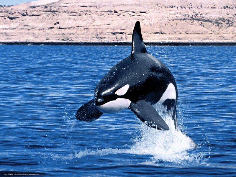Orca Whale Breaching — Blue, Dynamic