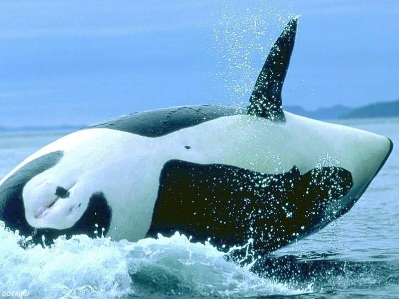 Orca Whale Breaching — Blue