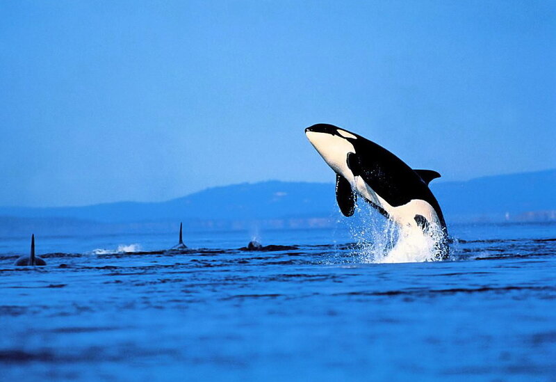 Orca whale breaching ocean