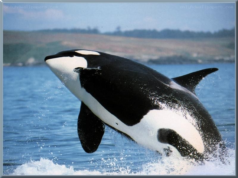 Orca whale breaching the water