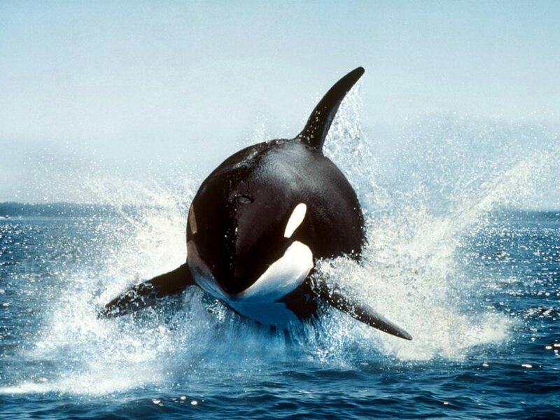 Orca Whale Breaching