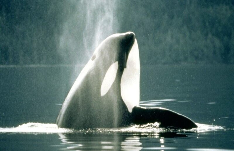 Orca whale breaching water