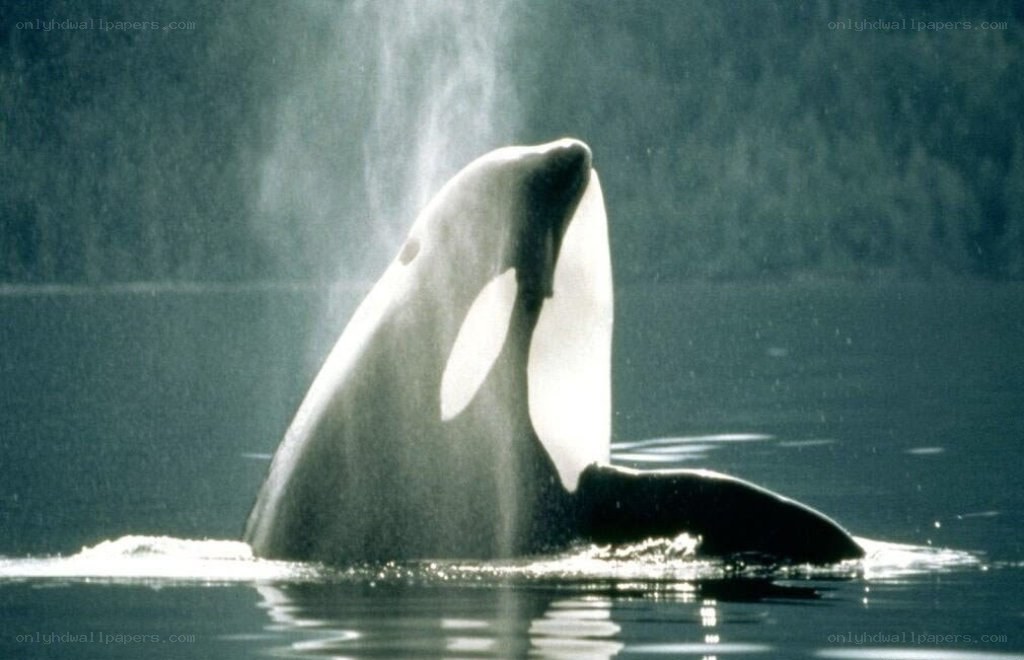 Orca whale breaching water