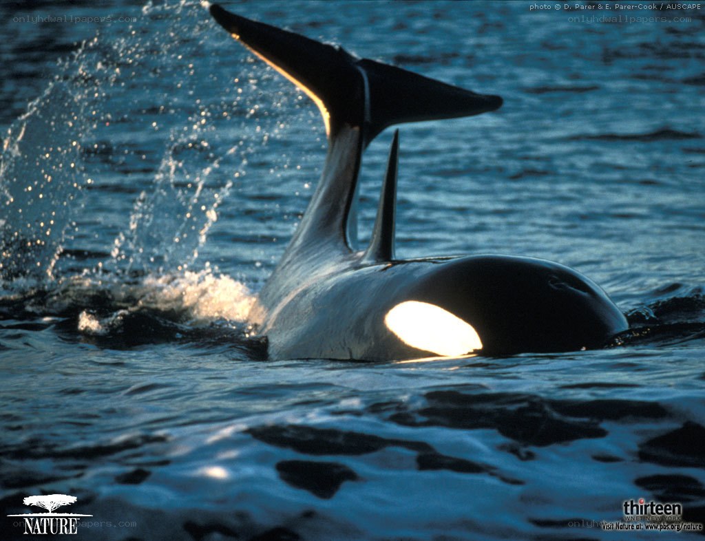 Orca whale breaching water