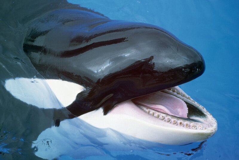 Orca Whale Head — Blue, Calm, Photograph