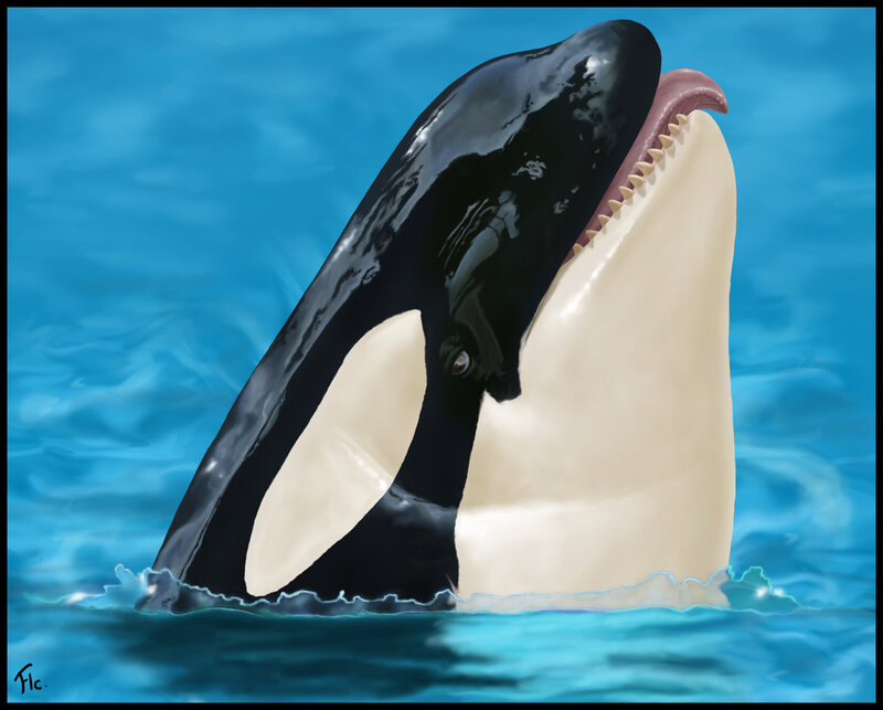 Orca Whale Head — Blue, Calm