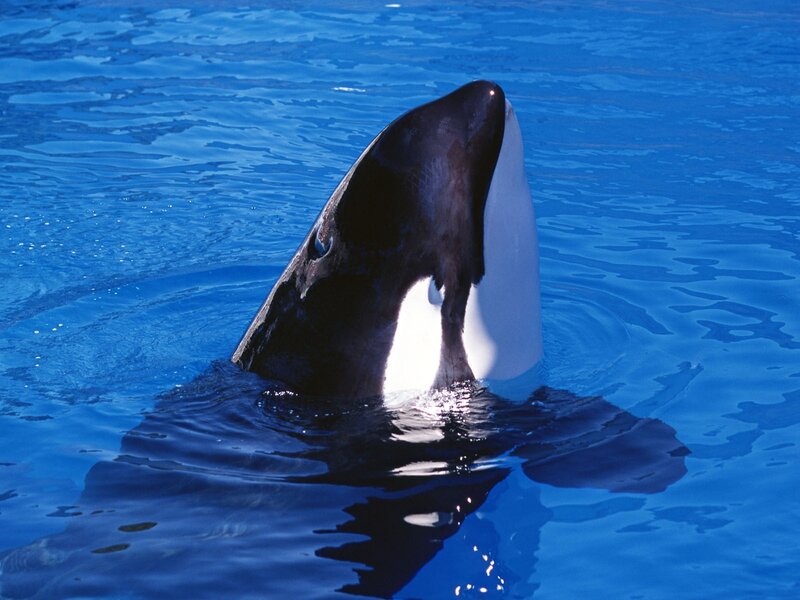 Orca Whale Head