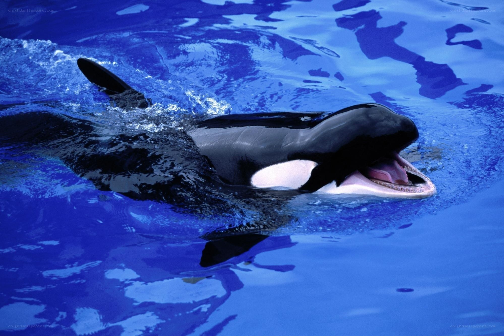 Orca whale in blue water