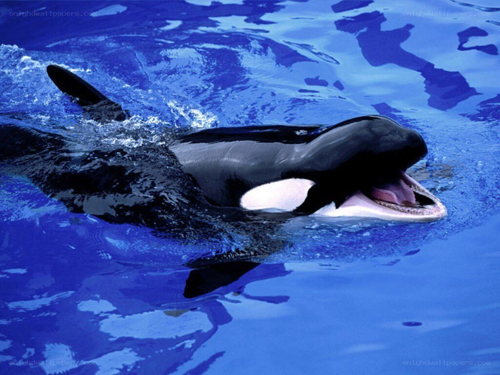 Orca whale in blue water