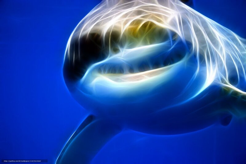Orca whale in blue water
