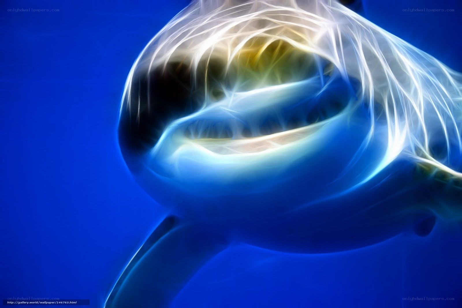 Orca whale in blue water