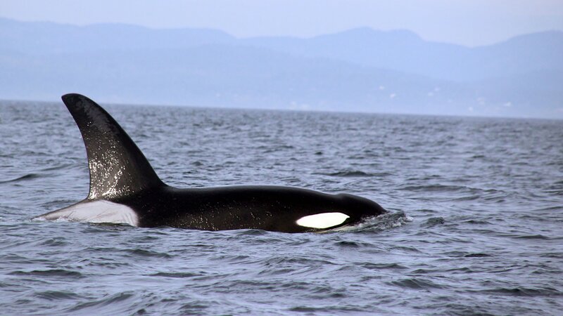 Orca Whale in Ocean — Black
