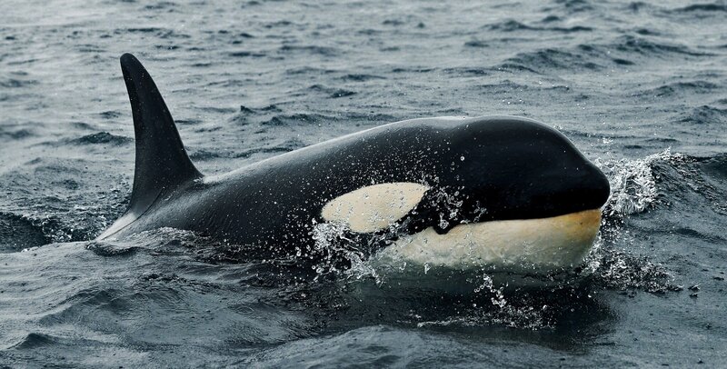 Orca whale in ocean