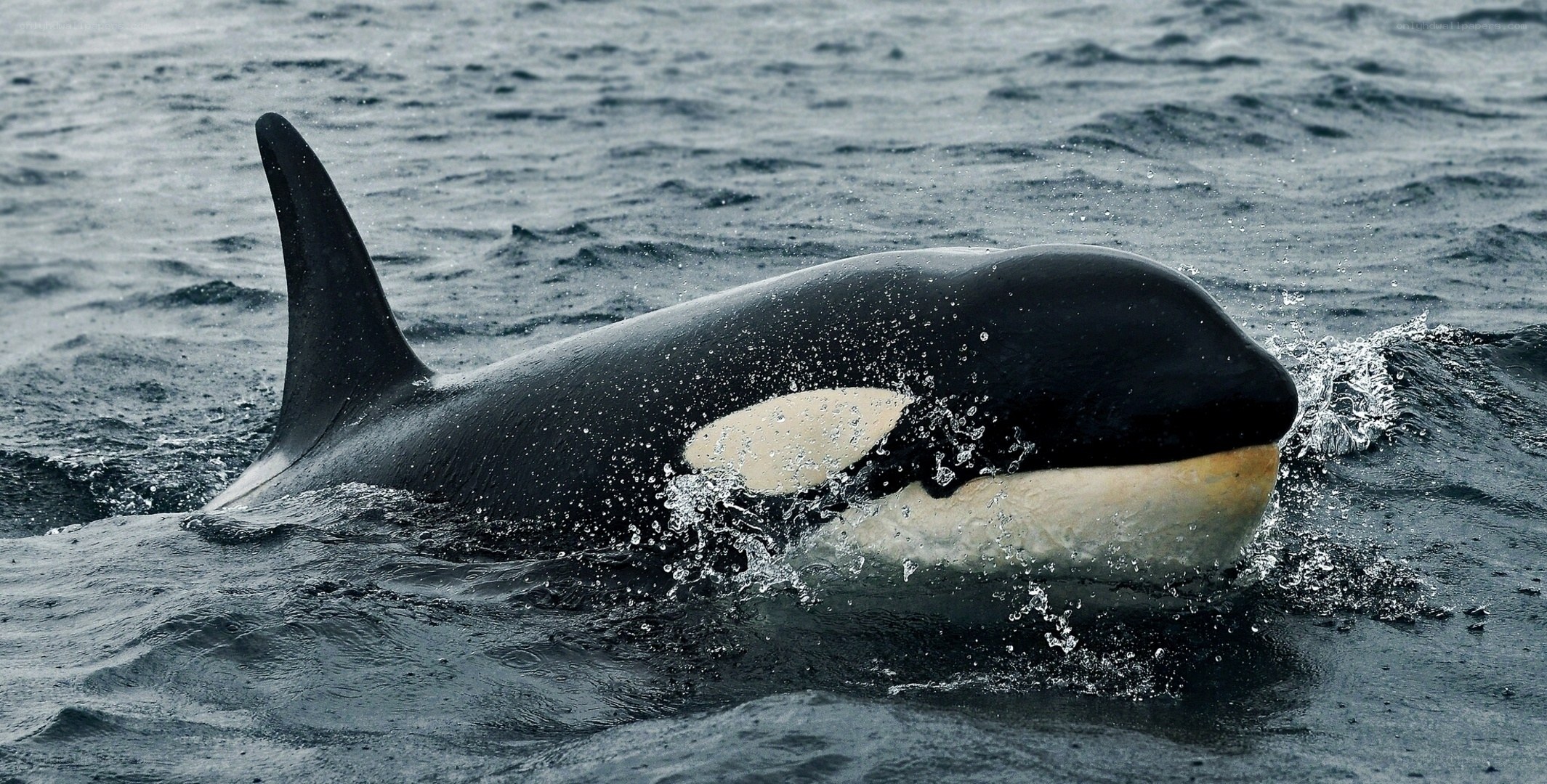 Orca whale in ocean