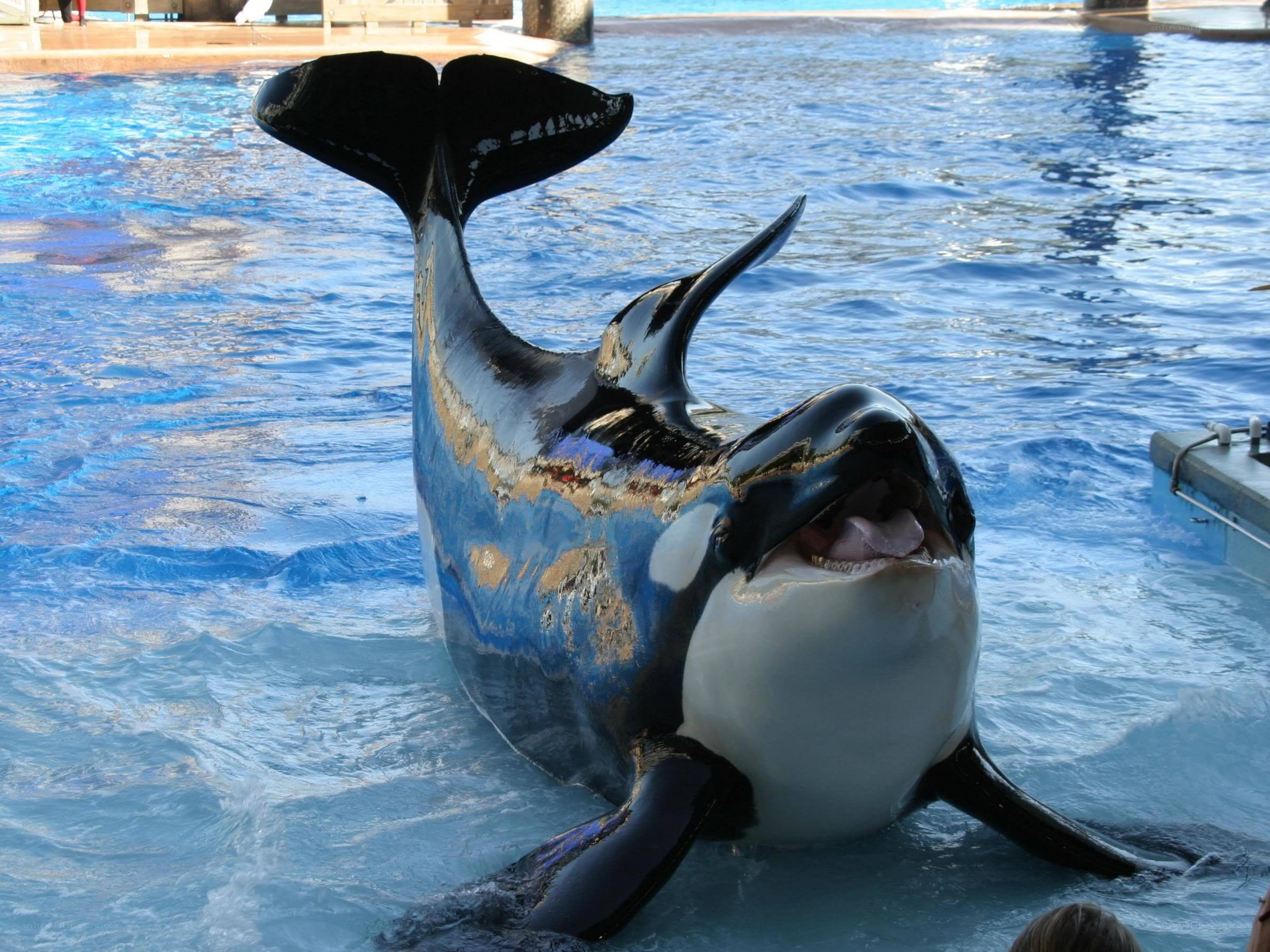 Orca whale in pool