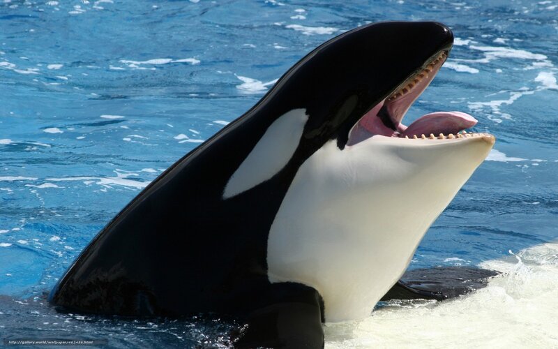 Orca Whale in Water — Blue, Active, Afternoon, Photograph