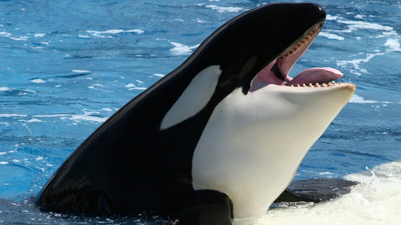Orca Whale in Water — Blue, Active, Afternoon