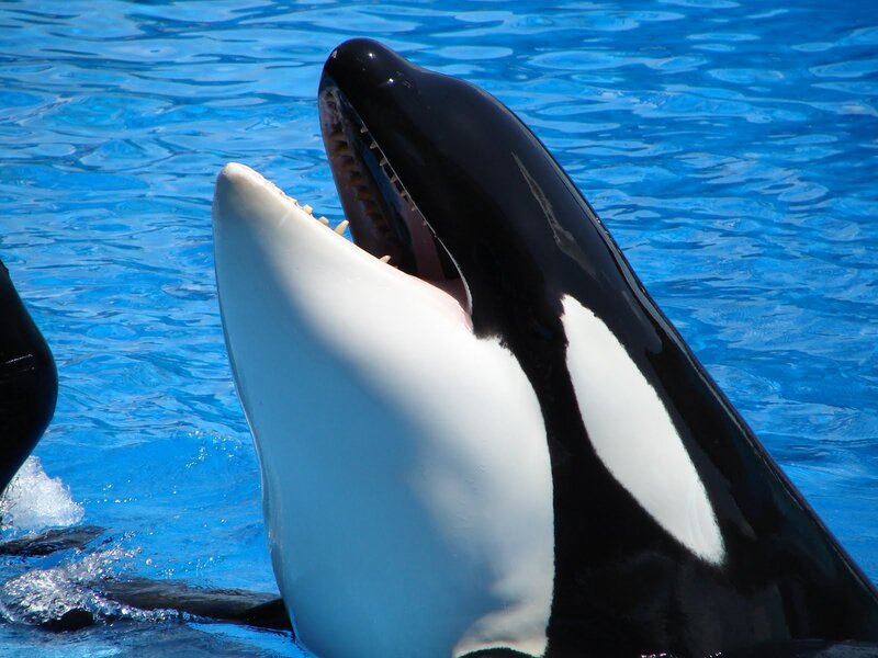 Orca Whale in Water — Blue, Calm
