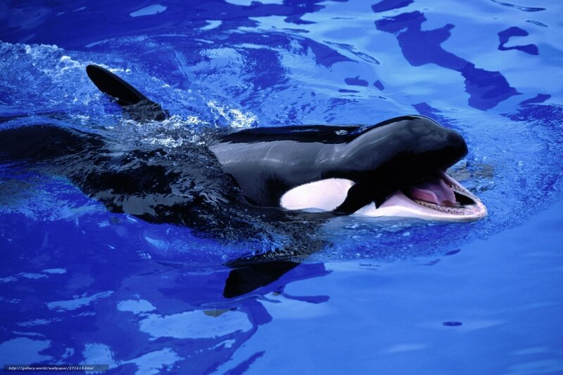 Orca Whale in Water — Blue, Dynamic, Photograph