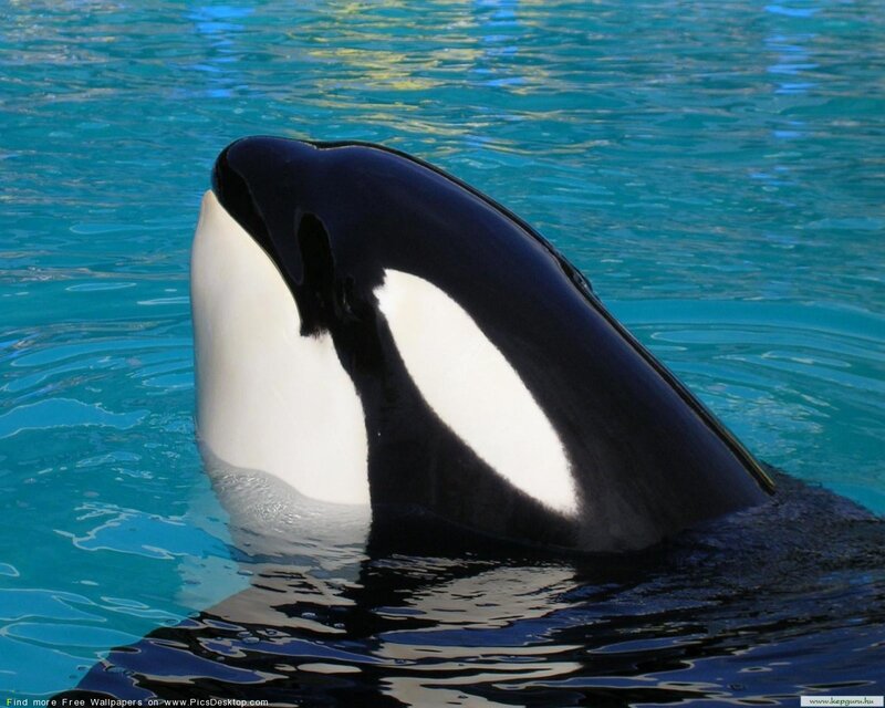 Orca Whale in Water — Blue
