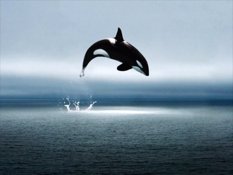 Orca Whale Jumping — Blue, Dramatic