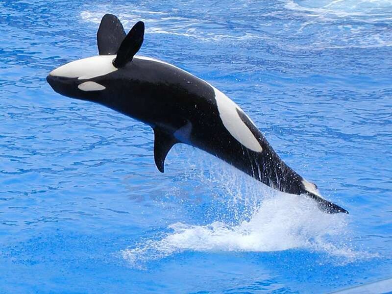 Orca Whale Jumping — Blue, Dynamic