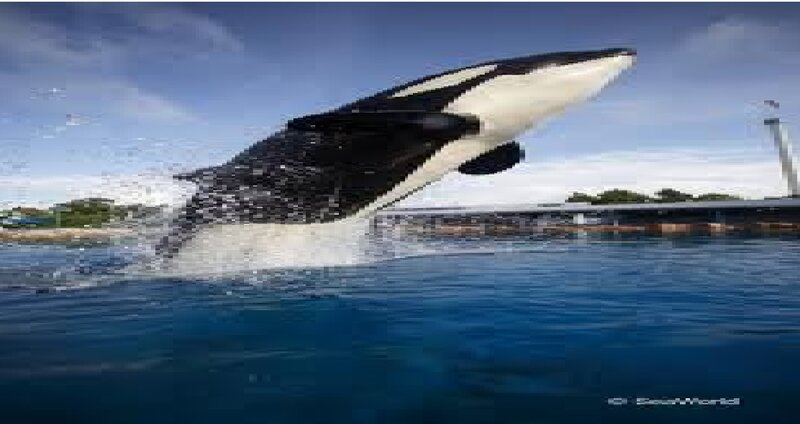 Orca Whale Jumping