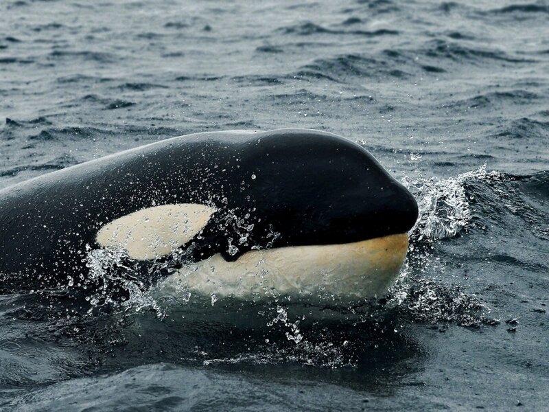 Orca Whale Surfacing