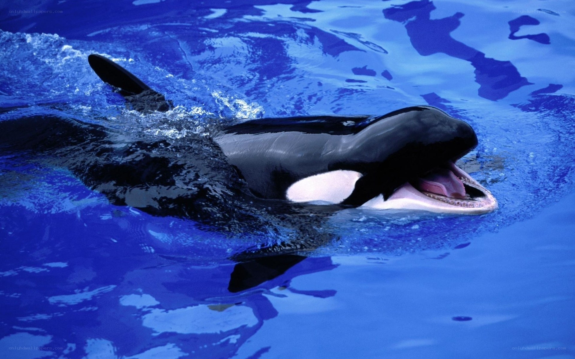 Orca whale swimming in blue water