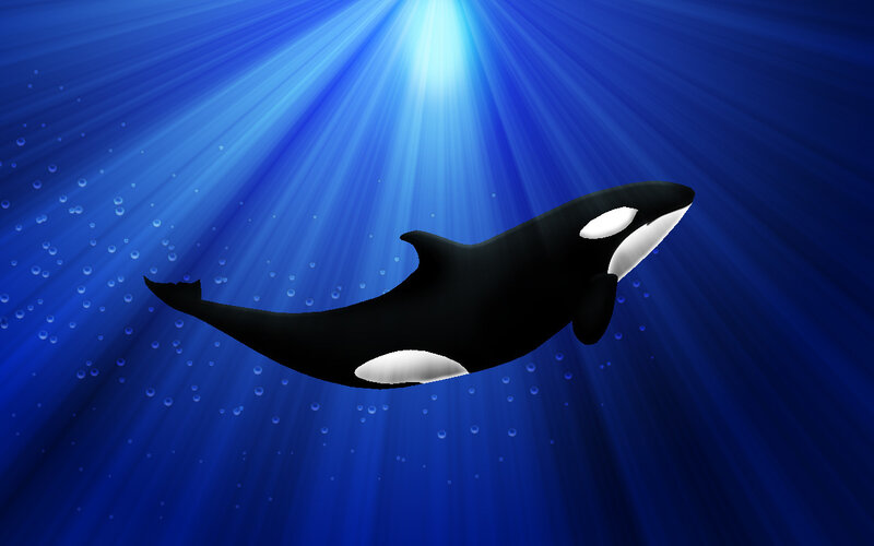 Orca whale swimming underwater