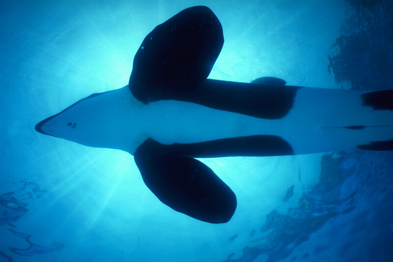 Orca whale swimming underwater