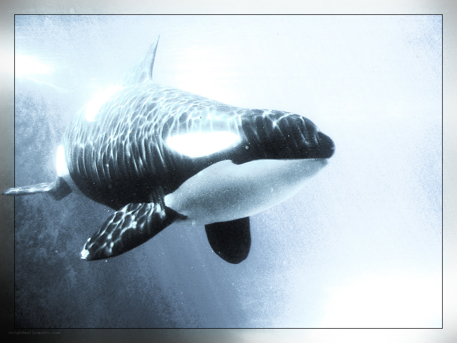Orca whale underwater