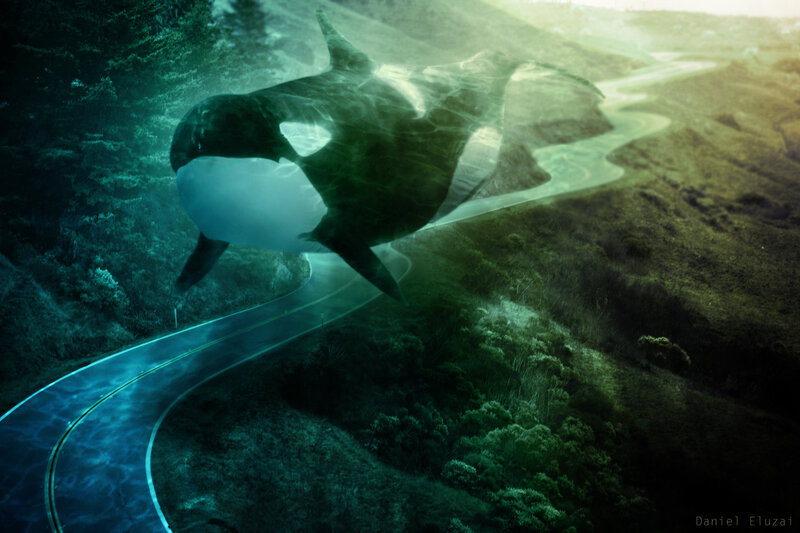 Orca Whale Underwater — Green