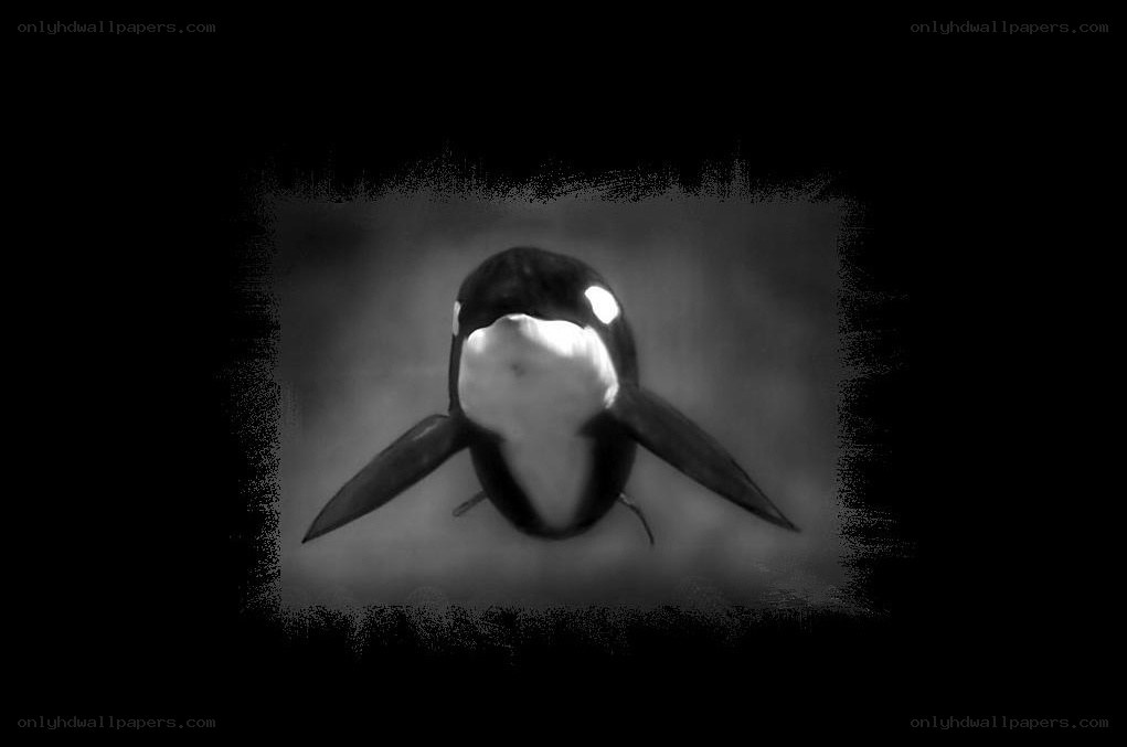 Orca whale underwater portrait